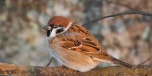 Küçücük bir canın devasa sitemi: Serçenin yaratıcısına olan küskünlüğü ve ardındaki o ibretlik, hüzün dolu ders.