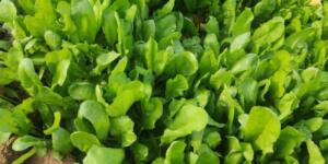 Uzmanlar Şaşkınlık İçinde! ‘Mümkün Değil’ Denilen Olay Gerçek Oldu: İşte Doktorları Bile Hayretler İçinde Bırakan O Detay.