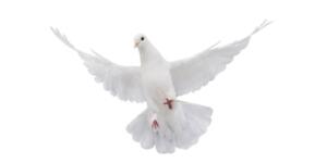 Kutsal Yolculukta Dikkat Çeken Detay! Umre’den Gelen Görüntülerde Öyle Bir Bakış Var Ki; Herkes O Bakışların Sırrını Konuşuyor.