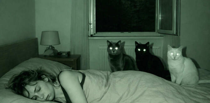 Her gece kedinin bakışıyla uyanıyorduk…