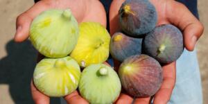 Mutfaktaki Gizli Güç: İncir! Kan şekerini dengelemeden kemik sağlığına kadar, bir avuç incirin vücudunuzda yaratacağı değişimlere inanamayacaksınız.