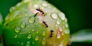 Evde karınca çıkmasının 7 farklı yorumu