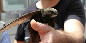 Ebabil kuşları neden geliyor